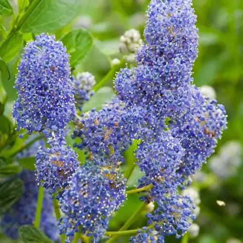 Céanothe Burkwoodii (Ceanothus Burkwoodii) - Lilas de Californie