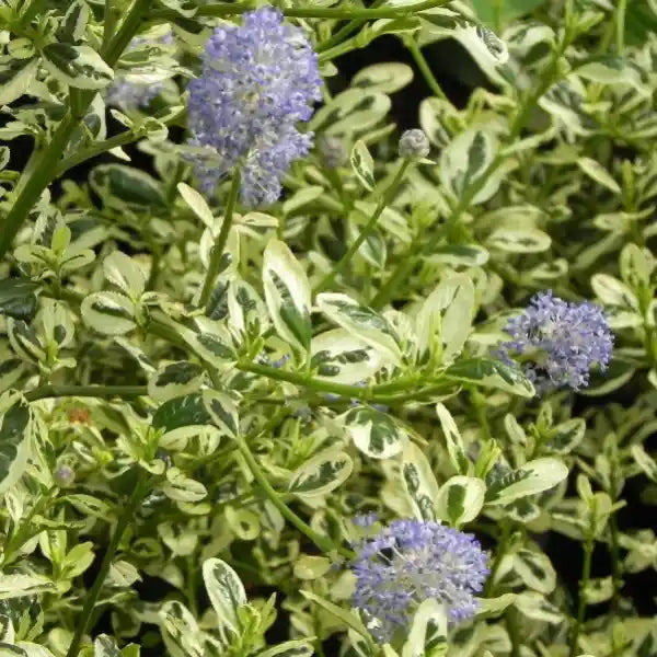 Ceanothe "Cool blue"