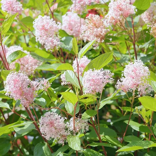 Ceanothe Marie Simon (Ceanothus pallidus Marie Simon)