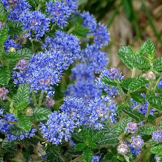 Ceanothe "Puget blue"
