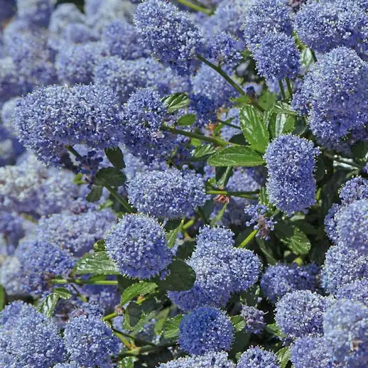 Céanothe Repens (Ceanothus thyrsiflorus Repens) - Lilas de Californie
