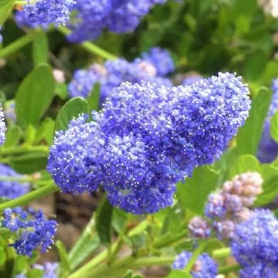 Céanothe Skylark (Ceanothus Skylark) - Lilas de Californie