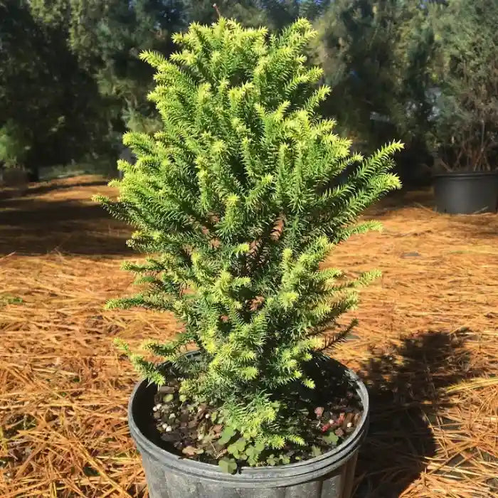 Cèdre du Japon "Vilmoriniana"