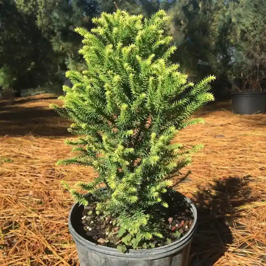 Cèdre du Japon "Vilmoriniana"