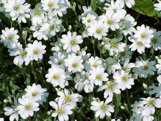 Cerastium tomentosum