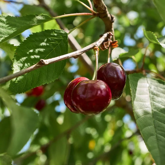 cerise bigareau edelfingen en pleine maturité