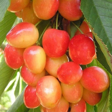 cerise bigareau Napoléon