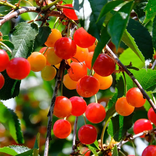 cerises bigareau or