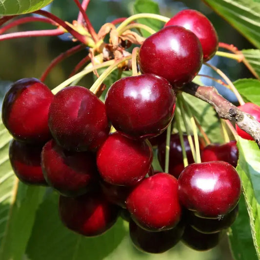 cerise bigareau reverchon