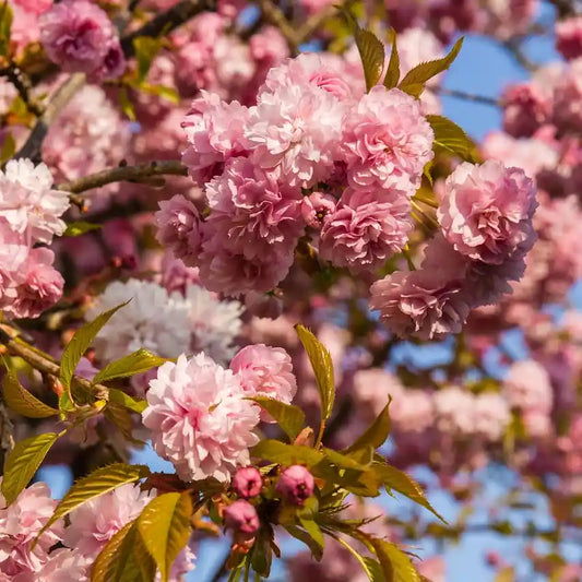 Grappes de fleurs roses du cerisier japonais 'Kanzan'