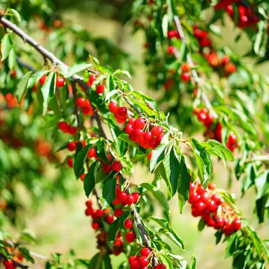 grappes de cerises montmorency