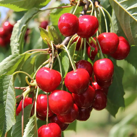 belles cerises rouges bigareau variété marmotte