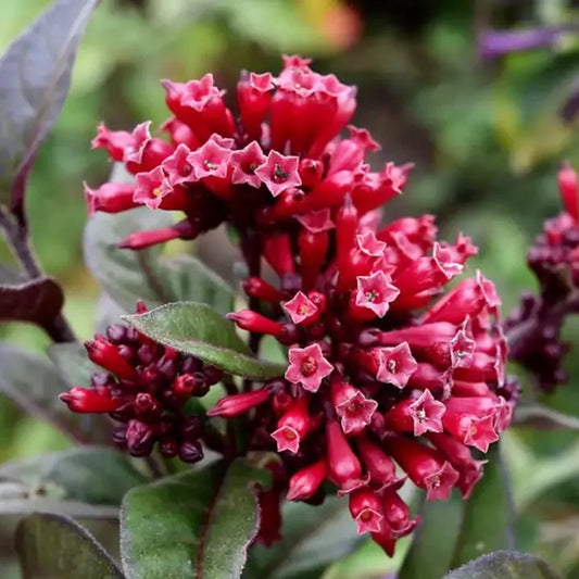 Cestrum pourpre (Cestrum fasciculatum ‘Newellii’)