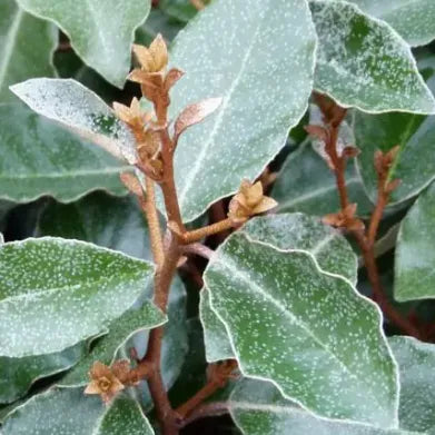 Chalef compact (Elaeagnus Ebbingei Compacta)