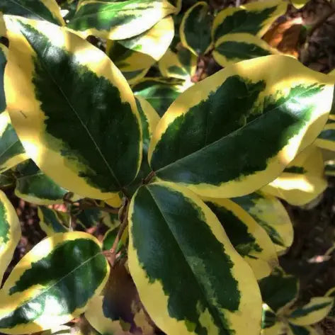 Chalef Gilt Edge (Elaeagnus Ebbingei Gilt Edge)