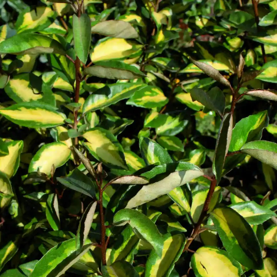 Chalef Limelight (Elaeagnus ebbingei Limelight)