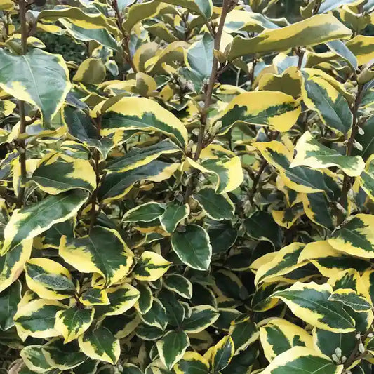 Chalef ‘Viveleg®’ (Elaeagnus ebbingei Viveleg®)