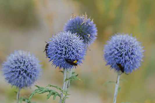 Chardon boule (Echinops ritro)