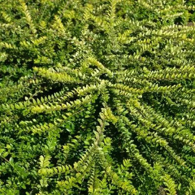 Chèvrefeuille arbustif ophélie