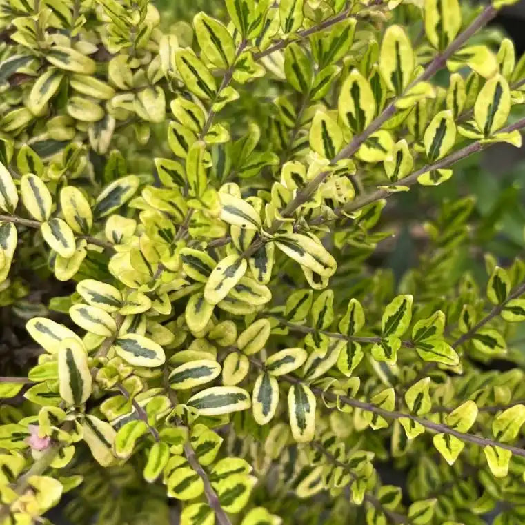 Chèvrefeuille à feuilles de buis Lemon Beauty (Lonicera nitida Lemon Beauty)