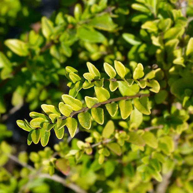 Chèvrefeuille à feuilles de buis Maigrün (Lonicera nitida Maigrün)