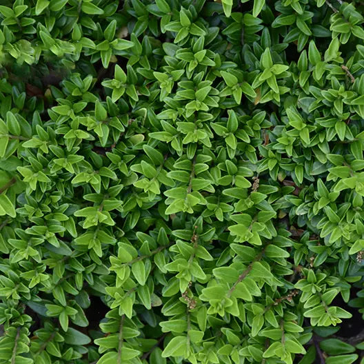 Chèvrefeuille à feuilles de buis (Lonicera nitida)