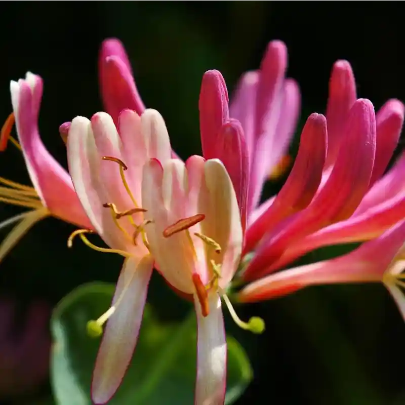 fleur rose et crème du chèvrefeuille grimpant 'Caprilia Imperial'