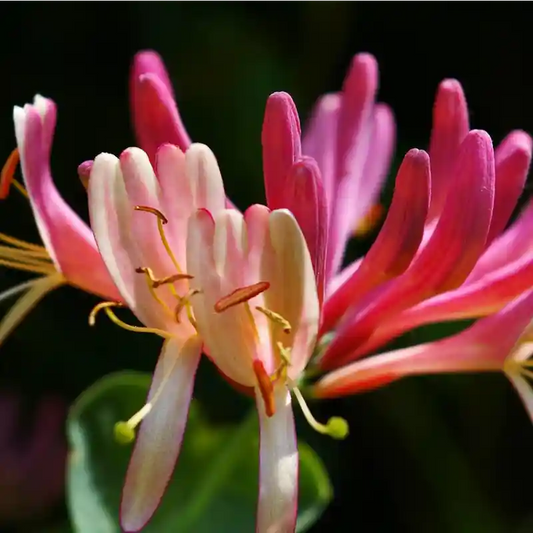 fleur rose et crème du chèvrefeuille grimpant 'Caprilia Imperial'