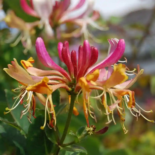 fleurs multicolores roses, jaunes et blanches du chèvrefeuille grimpant 'Gold Flame'