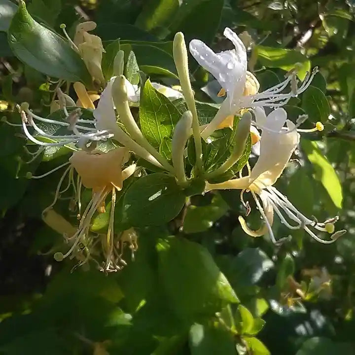 fleurs jaunes et blanches du chèvrefeuille grimpant 'Halliana'