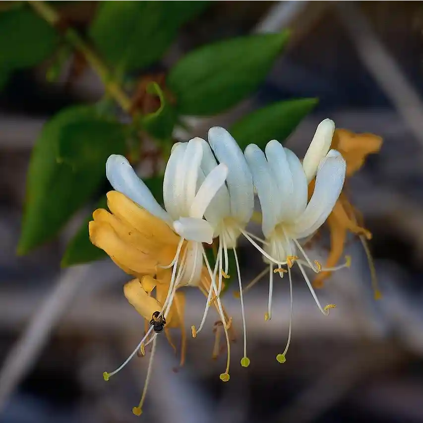 fleurs jaunes et blanches du chèvrefeuille grimpant 'Hall's Prolific'