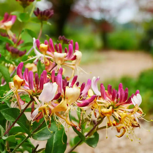 fleurs multicolores roses violettes et oranges du chèvrefeuille grimpant henryi