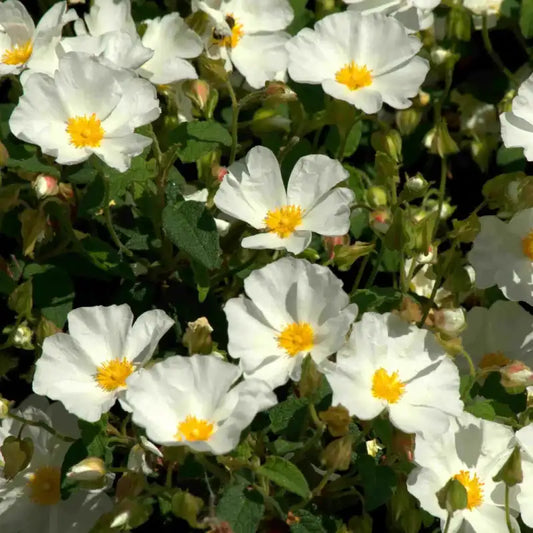 Ciste de Corbières (Cistus corbariensis)