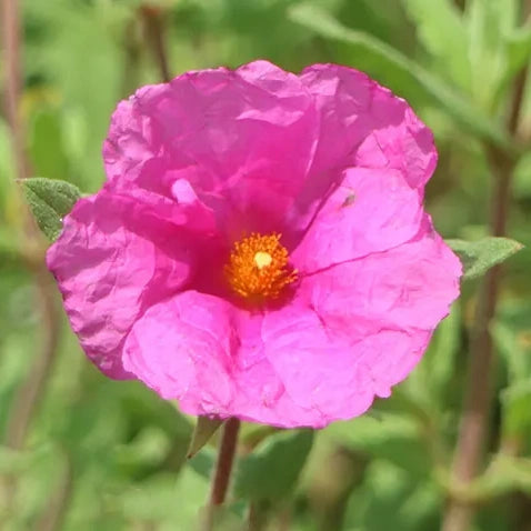 Ciste frisé (Cistus crispus)
