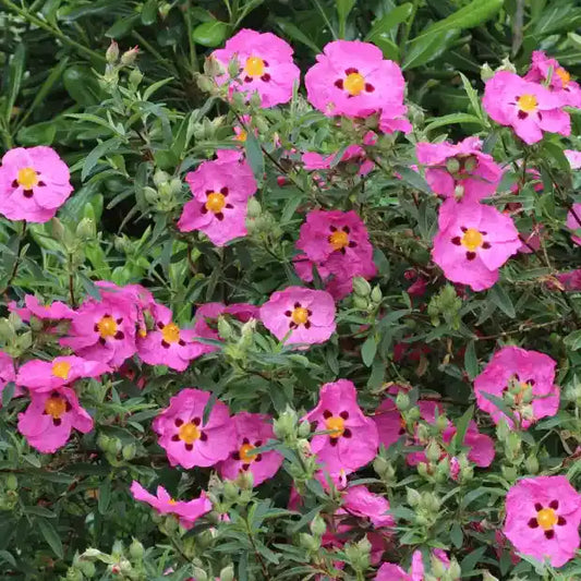 Ciste pourpre (Cistus purpureus)