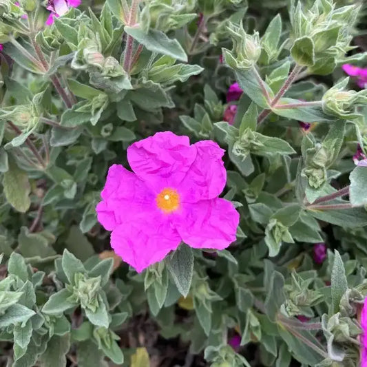 Ciste ‘Sunset’ (Cistus pulverulentus ‘Sunset’)