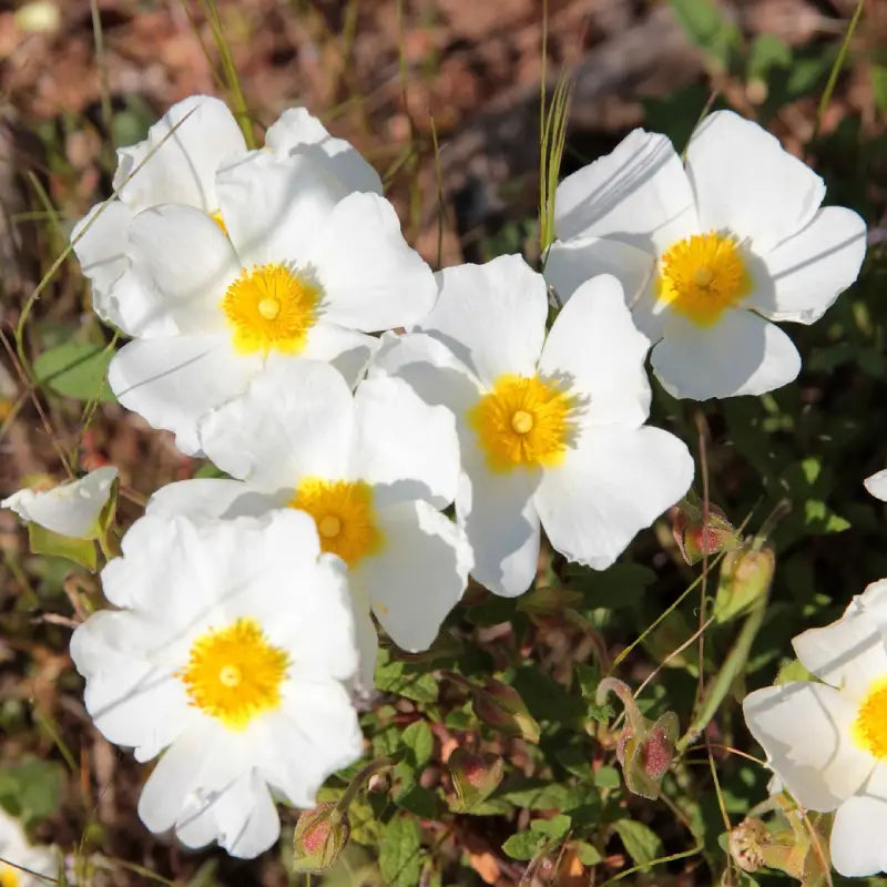 Ciste à feuille de sauge (Cistus salviifolius)