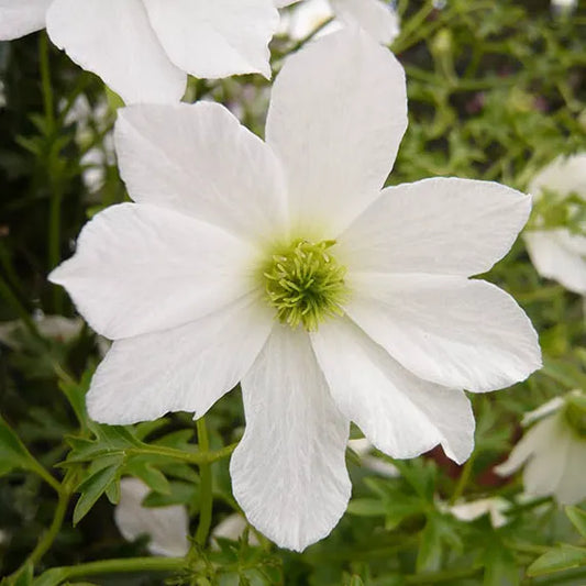 fleurs blanches à cœur vert citron de la clématite "early sensation" (clematis)