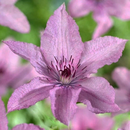 fleur rose nacré légèrement ondulée de la clématite "hagley hybrid" (clematis)
