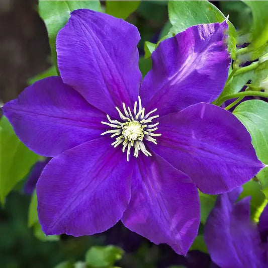 fleur violette intense de la clématite "jackmanii" (clematis)