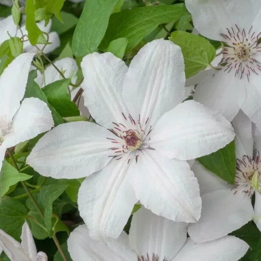 fleurs blanc rosé de la clématite Jean paul II (clematis)