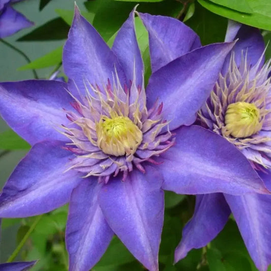  fleurs doubles violet bleu intense de la clématite multi blue (clematis)