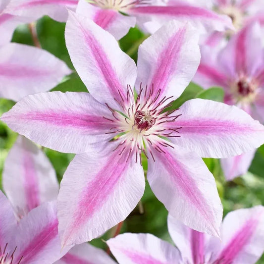 fleur rose pâle marquée d’une bande carmin au centre de la cmématite nelly moser" (clematis)