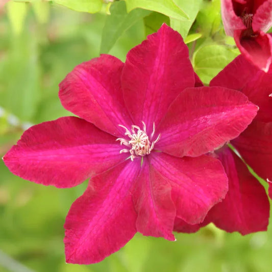 fleur rouge pourpre et veloutée de la clématite "rouge cardinal" (clematis)