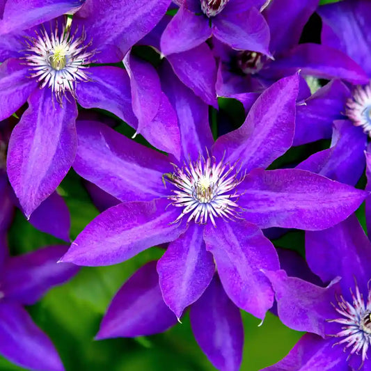 fleurs bleu violacé au cœur clair de la clématite "the president" (clematis)