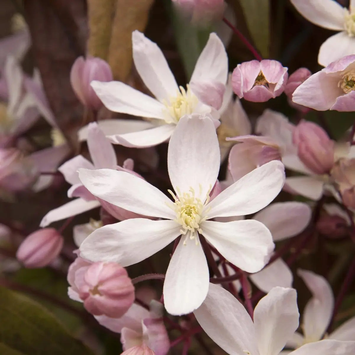 fleur étoilée rose pâle à centre blanc de la clmatite armandii "apple blossom" (clematis)
