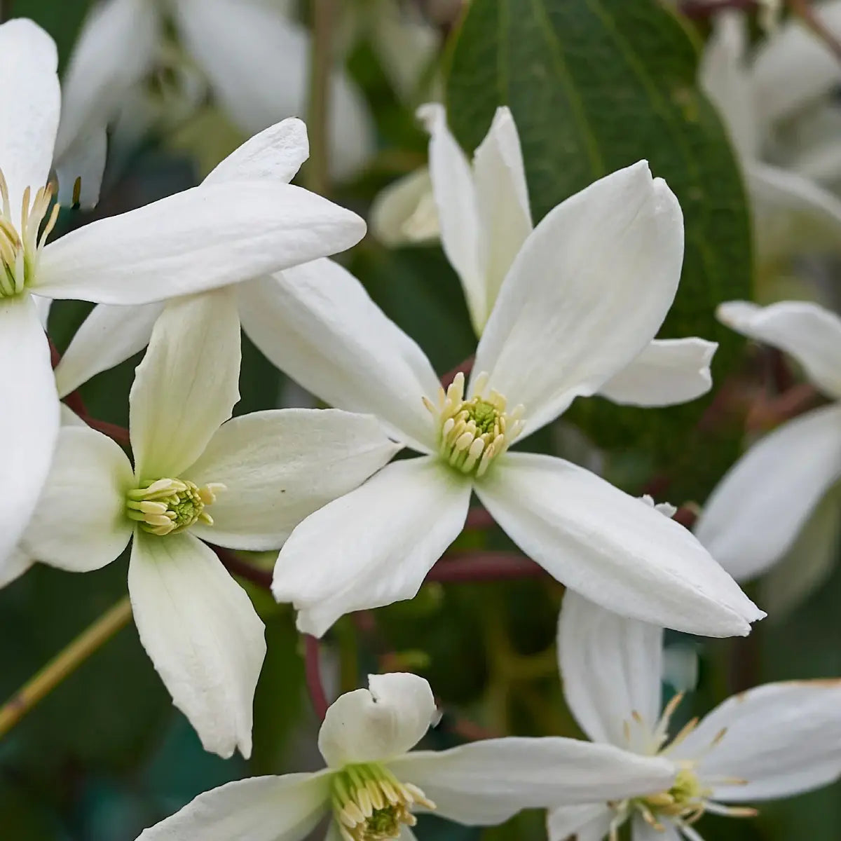 fleur blanche étoilée de la clématite armandii (clematis)