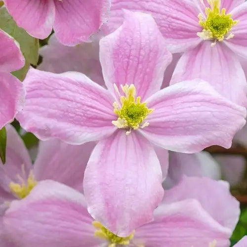 fleur rose nacrée de la clématite "montana maylenn" (clematis)