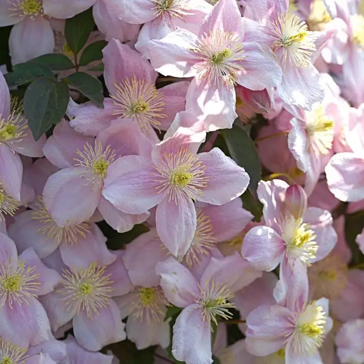 fleur rose tendre de la clématite "montana Rubens superba" (clematis)