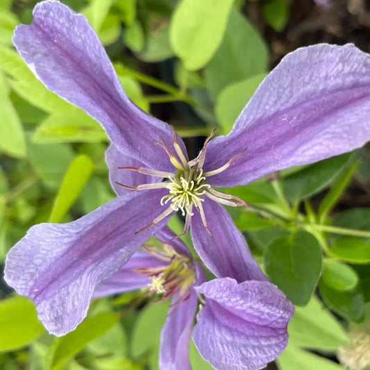 Clématite ‘Saphyra® Estrella’ (Clematis ‘Saphyra® Estrella’)